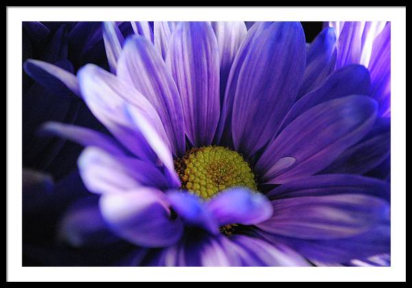 Raw Flowers 10 - Framed Print