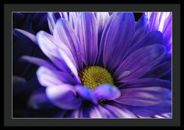 Raw Flowers 10 - Framed Print