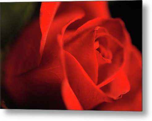 Raw Flowers 12 - Metal Print