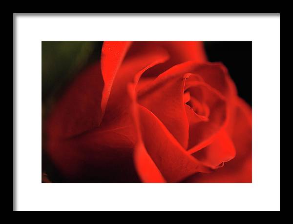 Raw Flowers 12 - Framed Print