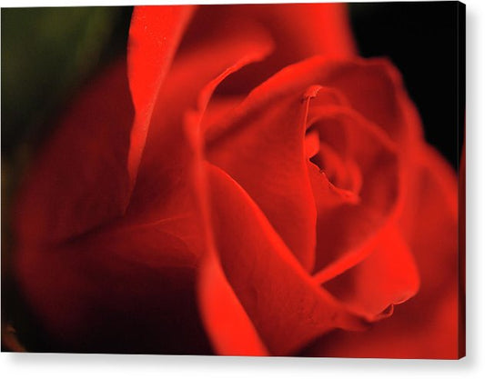 Raw Flowers 12 - Acrylic Print
