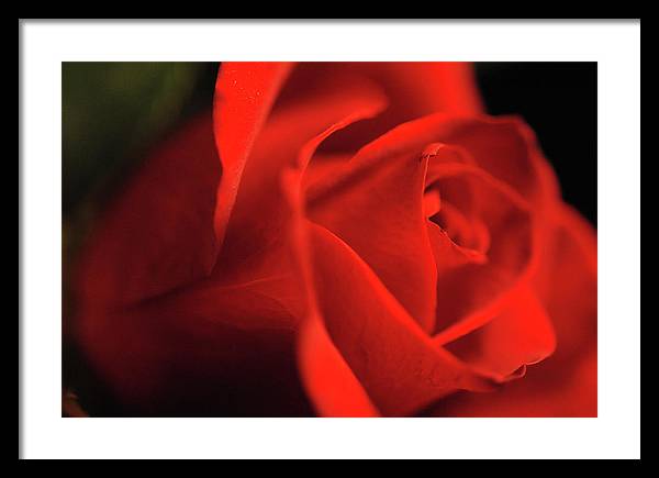 Raw Flowers 12 - Framed Print