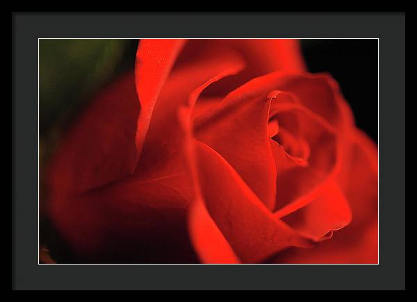 Raw Flowers 12 - Framed Print