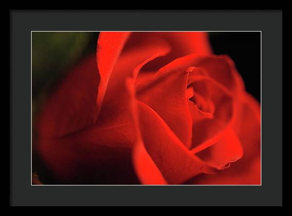 Raw Flowers 12 - Framed Print