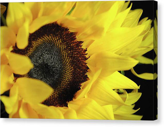 Raw Flowers 13 - Canvas Print