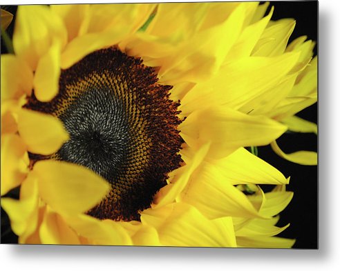 Raw Flowers 13 - Metal Print