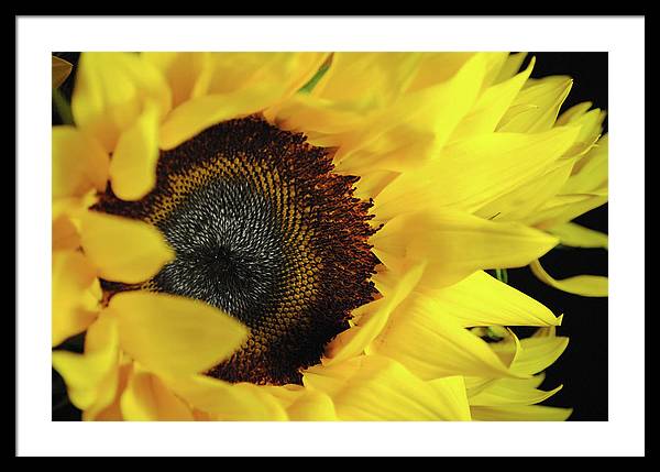 Raw Flowers 13 - Framed Print