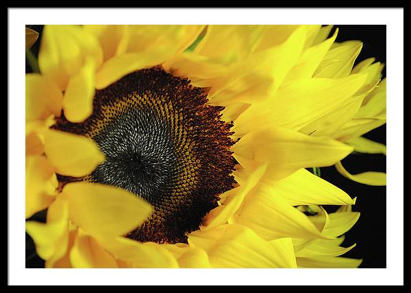 Raw Flowers 13 - Framed Print