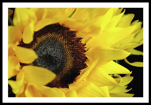 Raw Flowers 13 - Framed Print