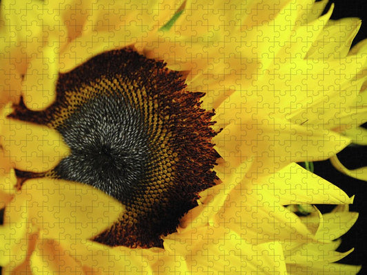 Raw Flowers 13 - Puzzle