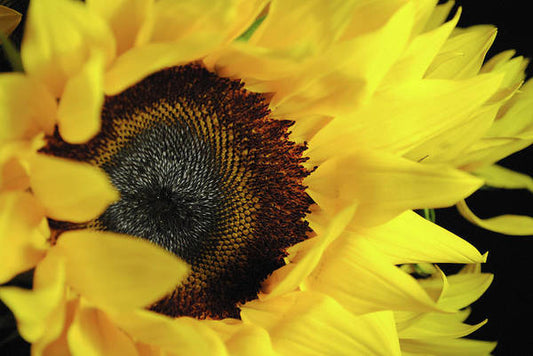 Raw Flowers 13 - Art Print