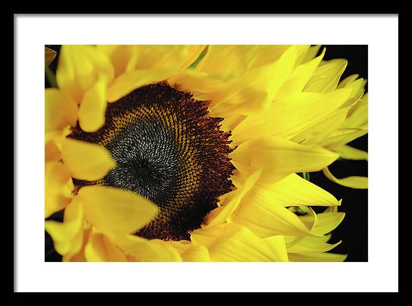 Raw Flowers 13 - Framed Print