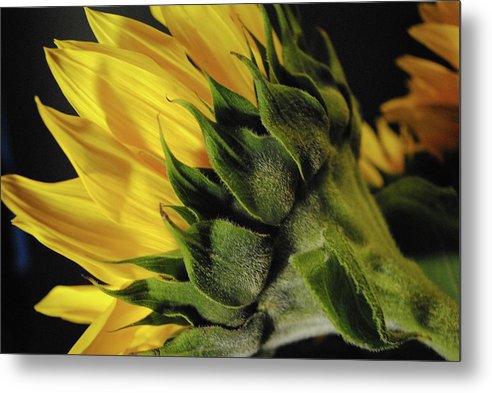 Raw Flowers 14 - Metal Print