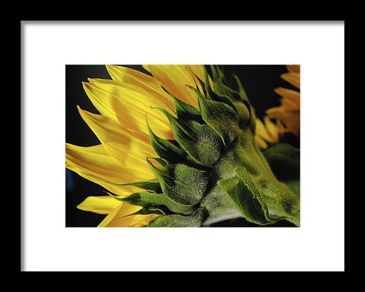 Raw Flowers 14 - Framed Print