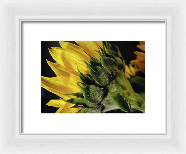 Raw Flowers 14 - Framed Print