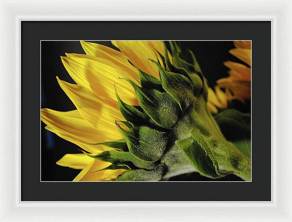 Raw Flowers 14 - Framed Print