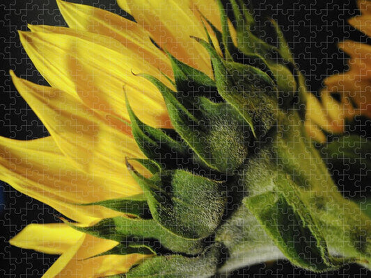 Raw Flowers 14 - Puzzle