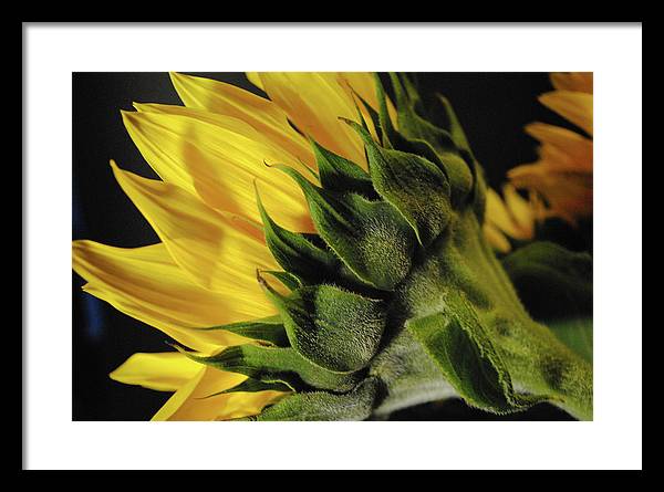 Raw Flowers 14 - Framed Print