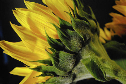Raw Flowers 14 - Art Print