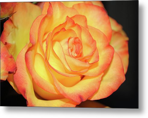 Raw Flowers 5 - Metal Print