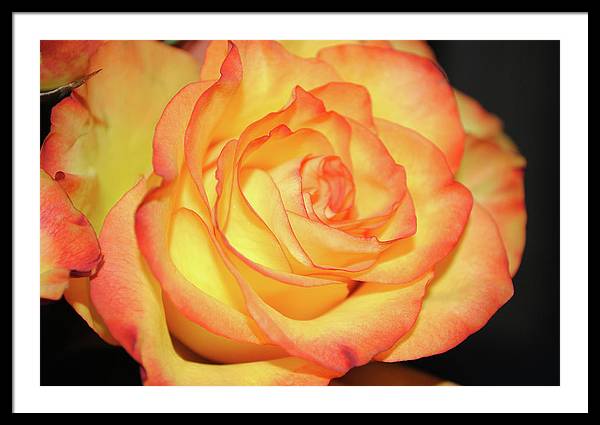 Raw Flowers 5 - Framed Print
