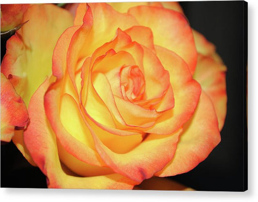 Raw Flowers 5 - Acrylic Print