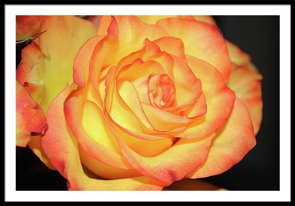 Raw Flowers 5 - Framed Print