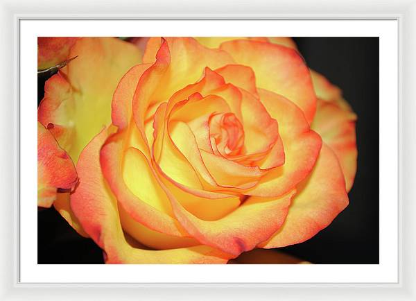 Raw Flowers 5 - Framed Print
