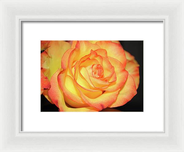 Raw Flowers 5 - Framed Print
