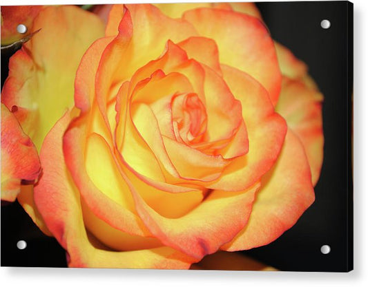 Raw Flowers 5 - Acrylic Print