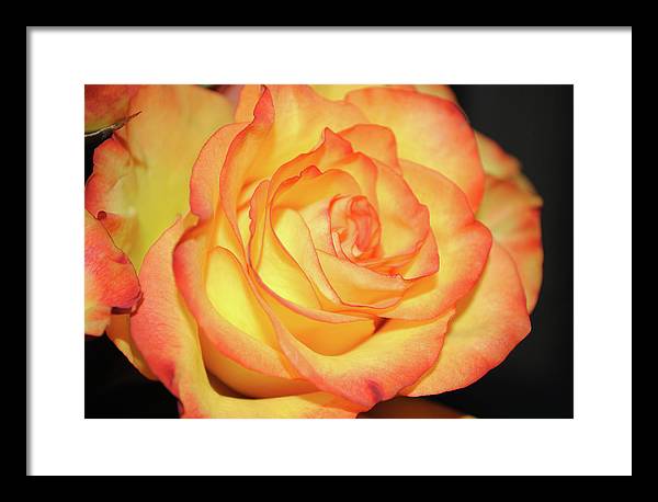 Raw Flowers 5 - Framed Print