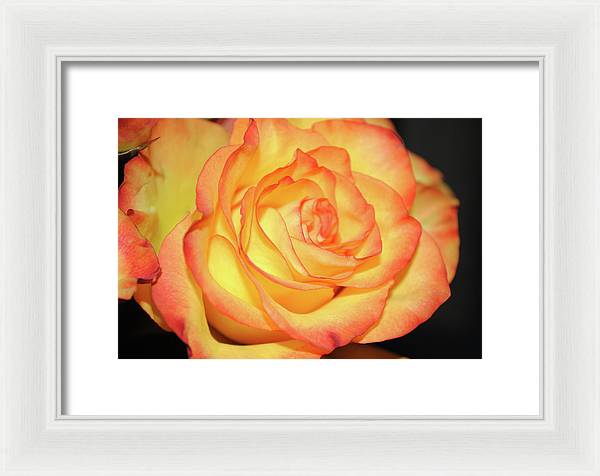 Raw Flowers 5 - Framed Print