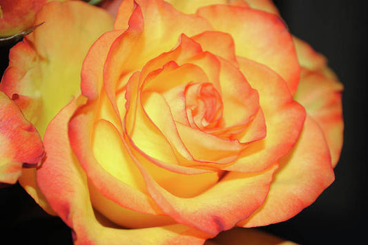 Raw Flowers 5 - Art Print