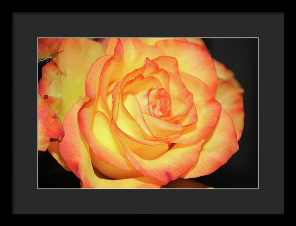 Raw Flowers 5 - Framed Print