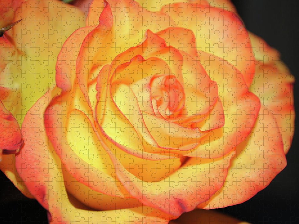 Raw Flowers 5 - Puzzle