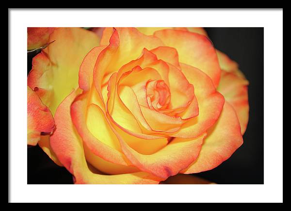Raw Flowers 5 - Framed Print