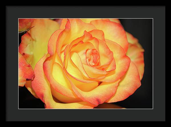 Raw Flowers 5 - Framed Print