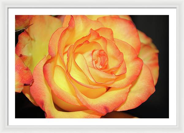 Raw Flowers 5 - Framed Print