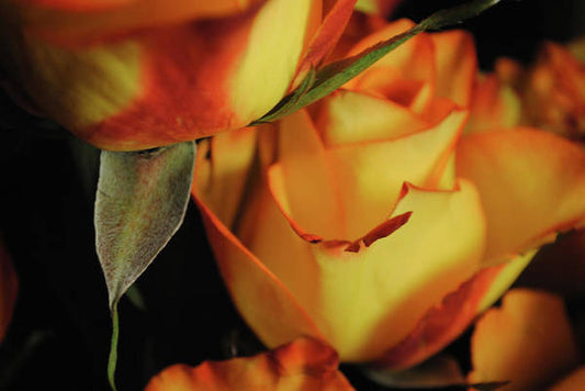 Raw Flowers 6 - Art Print