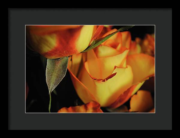 Raw Flowers 6 - Framed Print