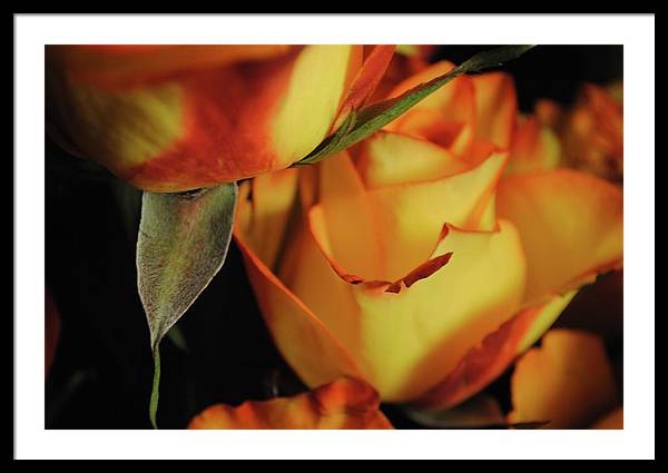 Raw Flowers 6 - Framed Print