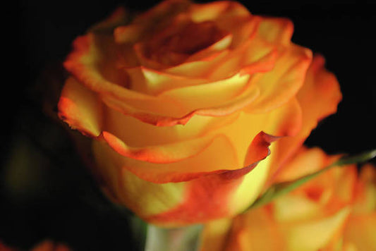 Raw Flowers 7 - Art Print