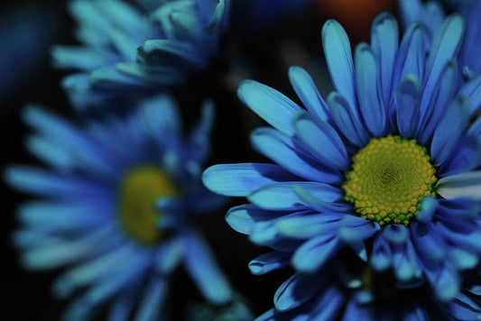 Raw Flowers 8 - Art Print