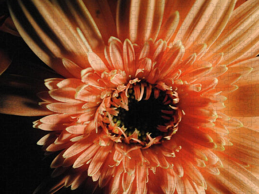 Raw Flowers 9 - Puzzle