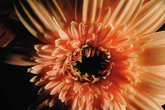 Raw Flowers 9 - Art Print