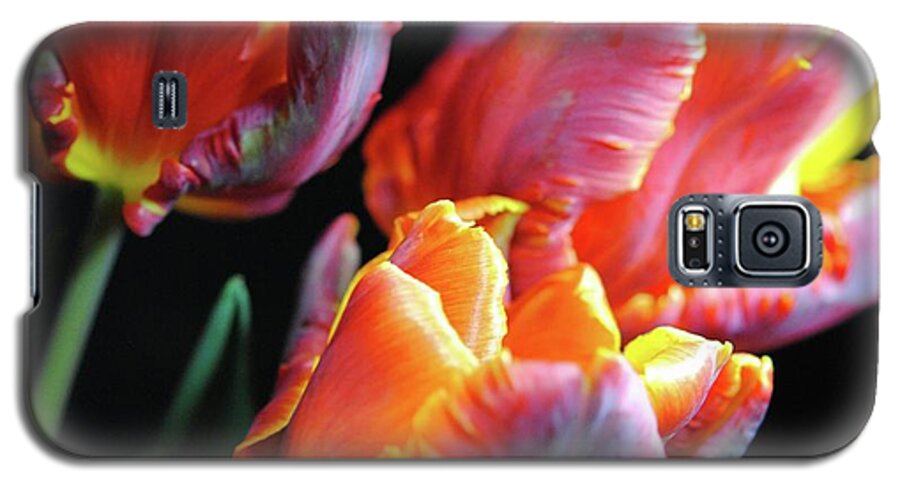 Red and Orange Tulips - Phone Case