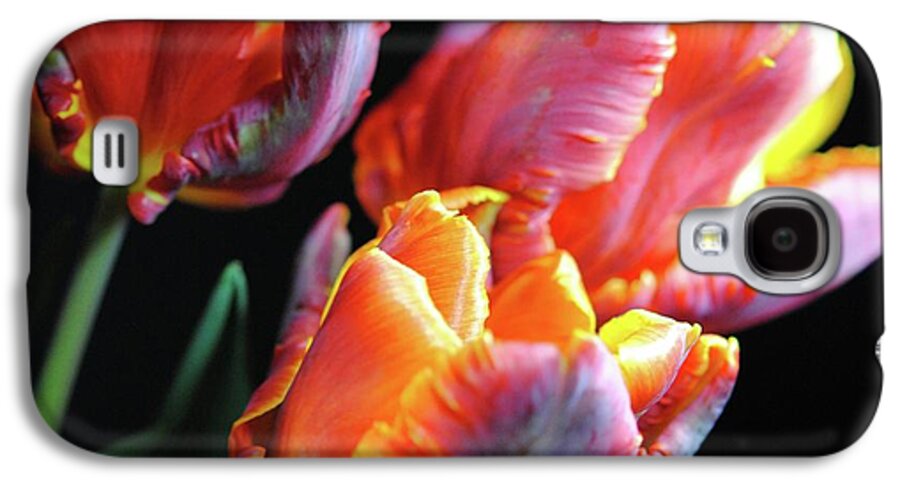 Red and Orange Tulips - Phone Case
