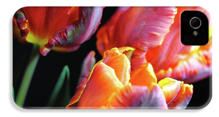 Red and Orange Tulips - Phone Case