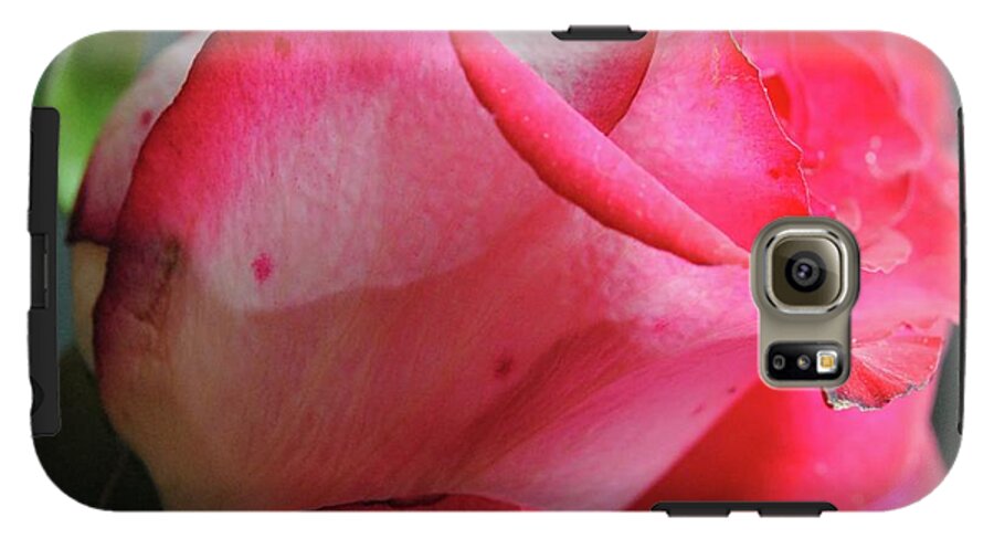 Red and White Rose in Soft Light - Phone Case