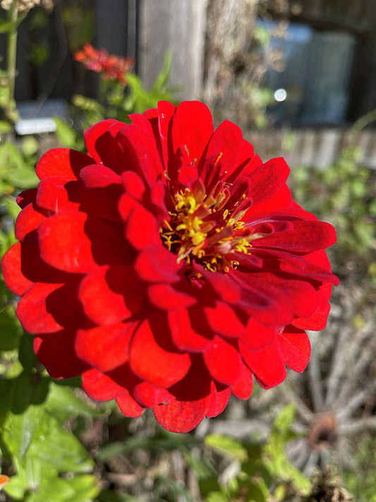 Red Flower In Autumn - Art Print